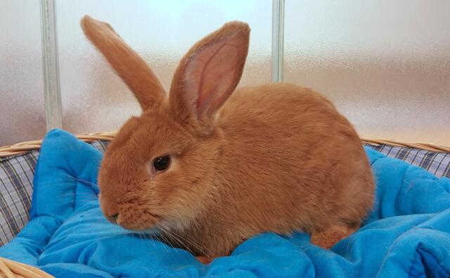 Ein Mann drohte damit, ein Kaninchen als Zeichen seiner Liebe zu töten. (Symbolfoto) | Foto: Dechanthof