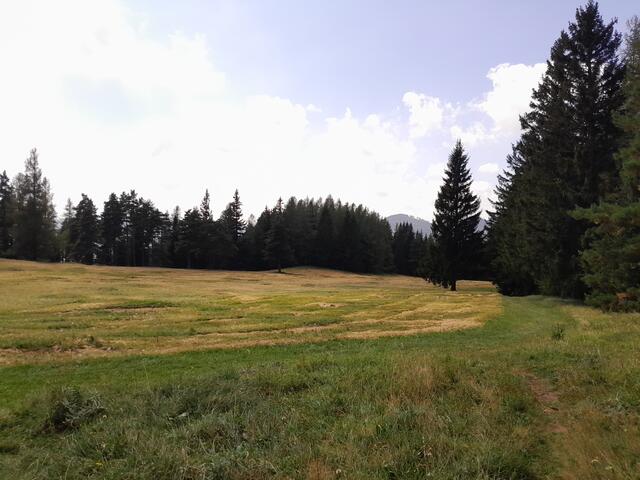 HIer die große Wiese - leider kann man die Herbstzeitlosen nicht erkennen
