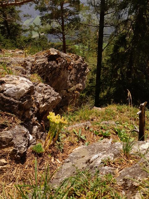 Auch wachsen hier "Hauswurzen" , dies nennt man Felsspaltenvegetation. Mit wie wenig diese Pflanzen auskommen