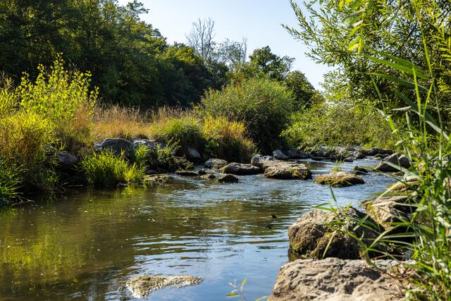 Manche Abschnitte des Wienflusses sind bereits renaturierten. | Foto: Stadt Wien - Wiener Gewässer