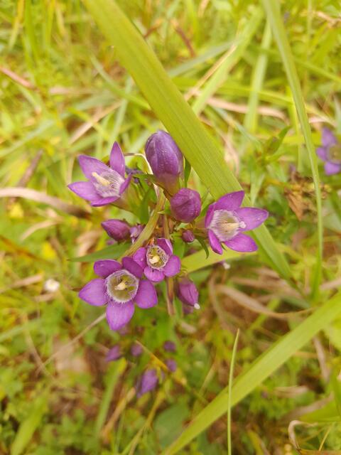 Am Wege hinunter sehe ich sehr viele Büschel vom Kranzenzian - eine schöne Blume