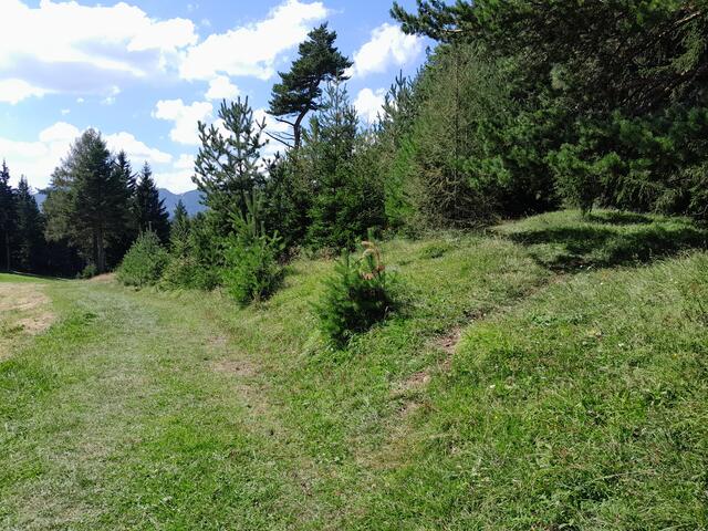 Gut aufgepasst und gefunden - hier muss ich nach rechts in den Wald hinein