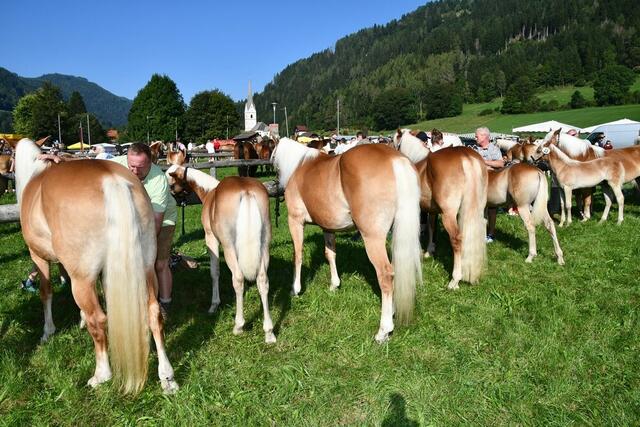 Schöder ist das "Mekka" der Pferdezucht im oberen Murtal, so auch der alljährliche Pferdemarkt.  | Foto: Anita Galler