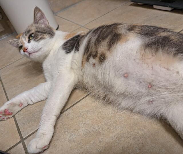 Auch ohne Ultraschall ist zu erkennen: die Katze erwartet Nachwuchs.  | Foto: Privat