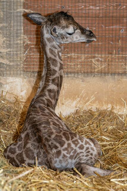 Wieder Babyalarm im Zoo Schmiding in Krenglbach. Giraffe Samira brachte ein gesundes Jungtier zur Welt. | Foto: ZooSchmiding / Peter Sterns