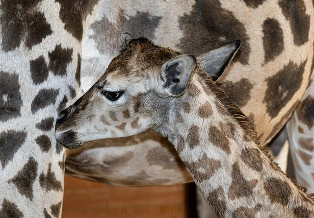 Wieder Babyalarm im Zoo Schmiding in Krenglbach. Giraffe Samira brachte ein gesundes Jungtier zur Welt. | Foto: ZooSchmiding / Peter Sterns