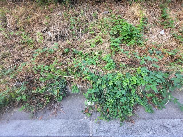 "Es wäre an der Zeit bei den Parkplätzen in Wien Penzing, Busbahnhof Hütteldorf das Unkraut zu beseitigen", schrieb die Penzingerin Silke Baron an MeinBezirk.   | Foto: Baron