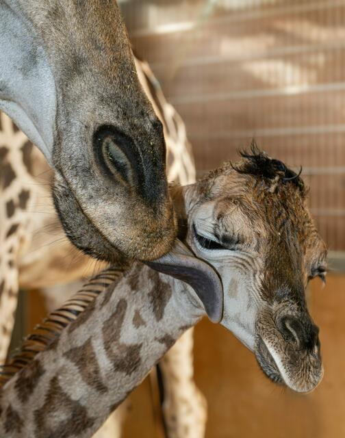 Wieder Babyalarm im Zoo Schmiding in Krenglbach. Giraffe Samira brachte ein gesundes Jungtier zur Welt. | Foto: ZooSchmiding / Peter Sterns