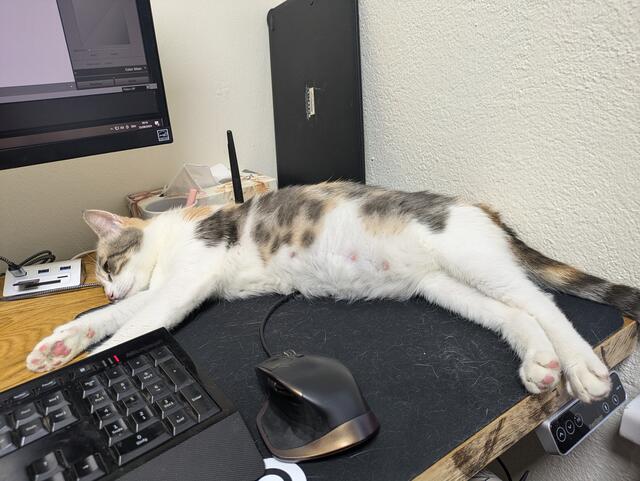 Hier, direkt neben der Tastatur, hat "Pixi" ihren Lieblingsplatz gefunden.  | Foto: Privat