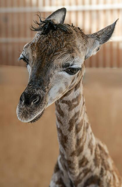 Wieder Babyalarm im Zoo Schmiding in Krenglbach. Giraffe Samira brachte ein gesundes Jungtier zur Welt. | Foto: ZooSchmiding / Peter Sterns