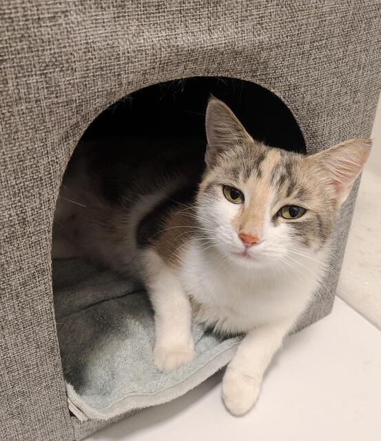 Dauerhaft kann "Pixi" mit ihrem Nachwuchs nicht bei Eibl bleiben: "Wir würden gerne alle Katzen samt Mutter vermitteln."  | Foto: Privat