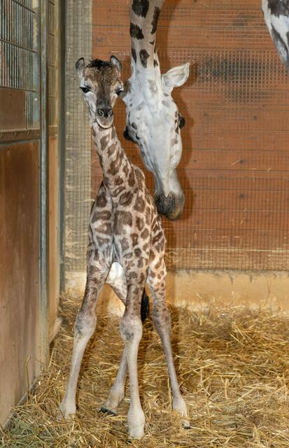 Wieder Babyalarm im Zoo Schmiding in Krenglbach. Giraffe Samira brachte ein gesundes Jungtier zur Welt. | Foto: ZooSchmiding / Peter Sterns