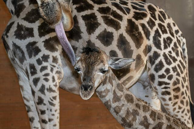Wieder Babyalarm im Zoo Schmiding in Krenglbach. Giraffe Samira brachte ein gesundes Jungtier zur Welt. | Foto: ZooSchmiding / Peter Sterns