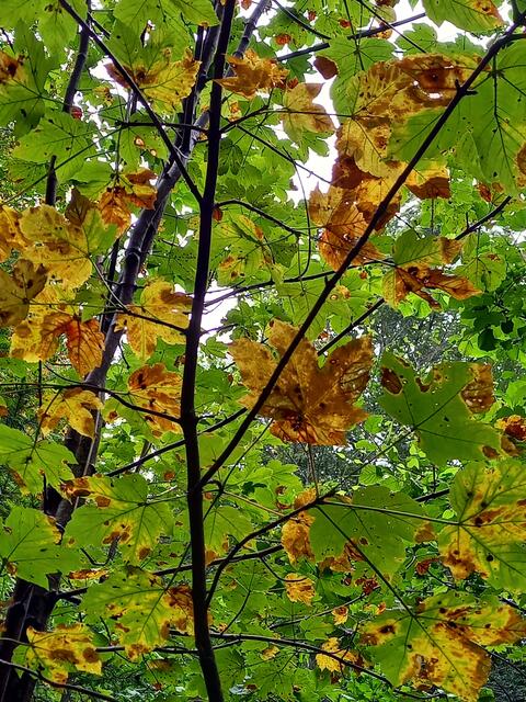 Foto: H.Bachinger 