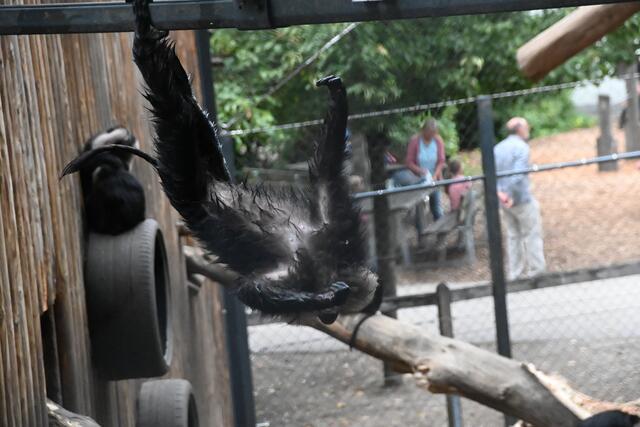 Bartaffen nach dem Baden.