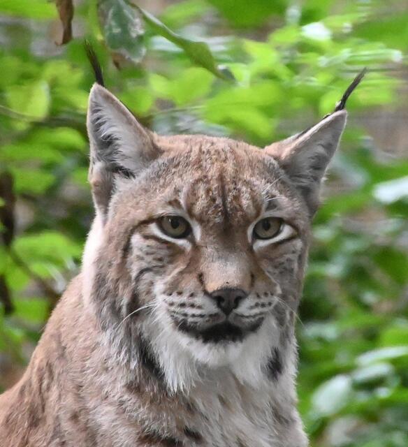 Luchs Männchen