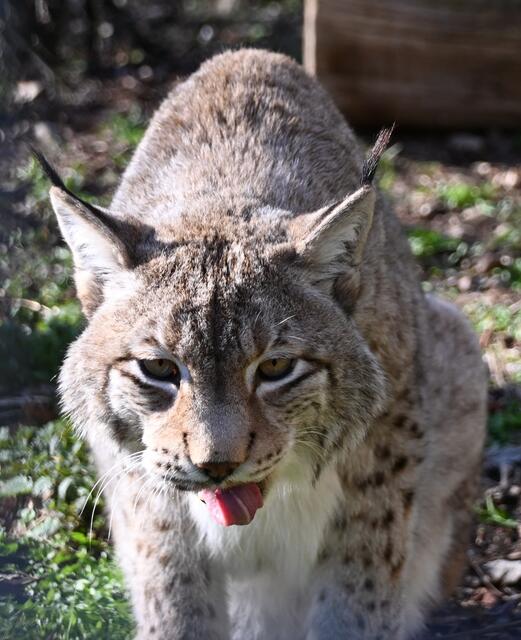 Luchs Weibchen