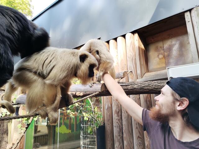Brüllaffen mit Alexander