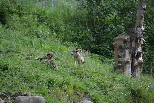 Wolf (Symbolbild) | Foto: RegionalMedien Salzburg