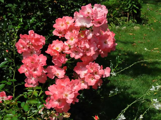 Foto: Alfred Schmutz