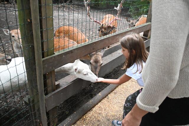 Damhirsch Snacks 
Leuzismus - Farblosigkeit 