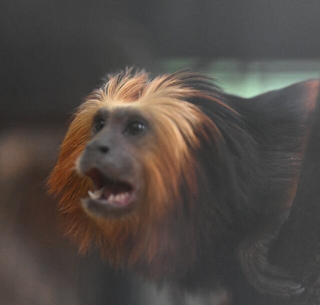 Goldkopflöwenäffchen