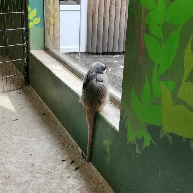 Brüllaffe mit Rotbauchtamarin