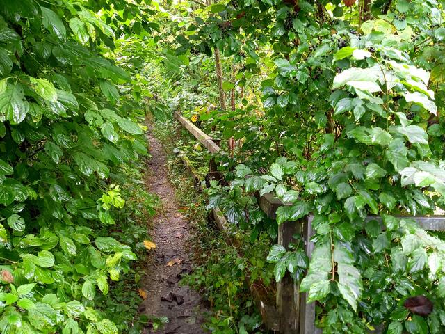 Wanderweg  | Foto: H.Bachinger 