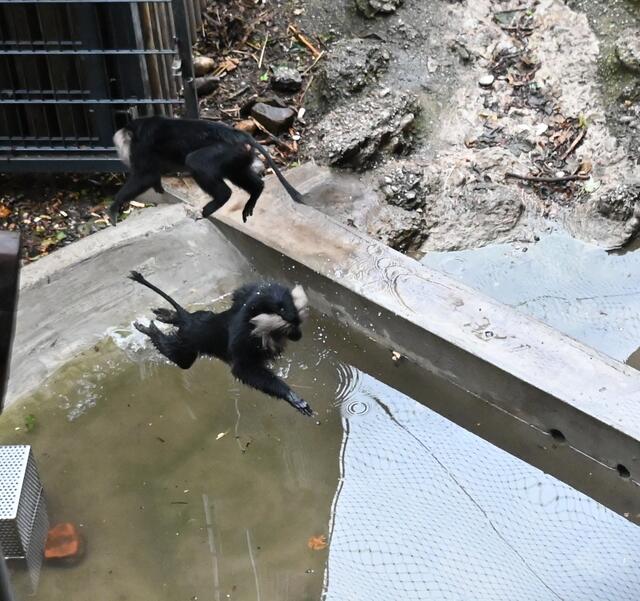 Bartaffen beim Rumtollen im neuen Wasserbecken.