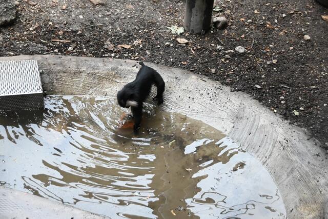 Bartaffe versucht den Stein zu bergen.