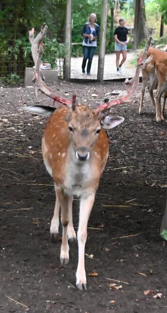 Damhirsch beim Fegen. Bast wurde abgeschabt.