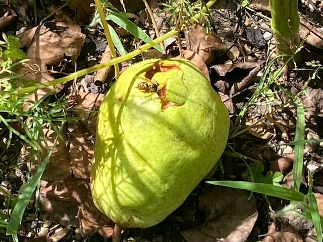 Die Tiere mögen süßes Obst | Foto: Weber