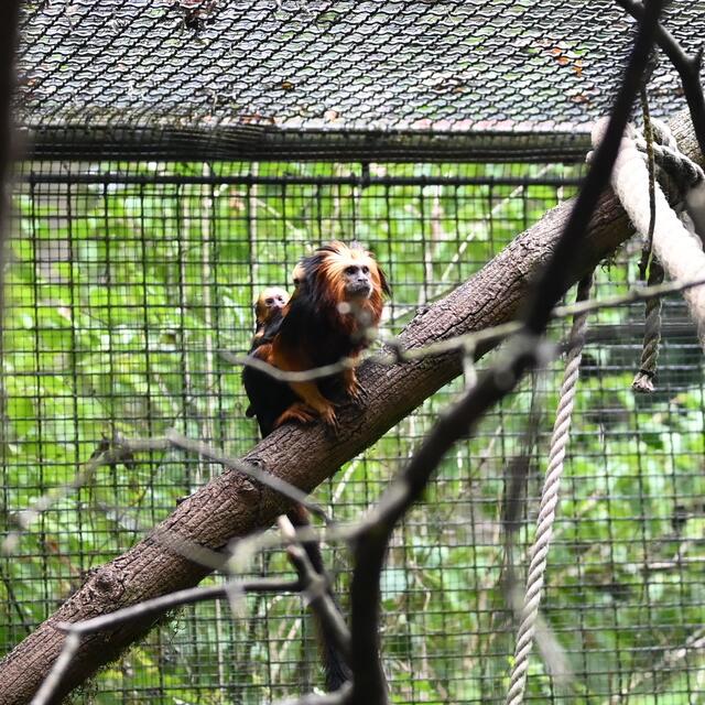 Goldkopflöwenäffchen mit 2 Jungen