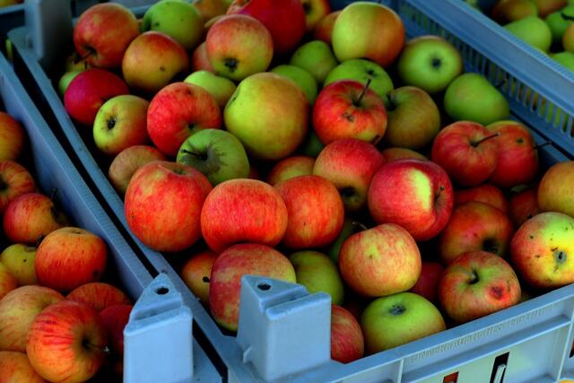 Die Erntezeit steht an! Wo ihr euer selbstgepflücktes Obst pressen lassen könnt, das erfahrt ihr hier. | Foto: Pixabay