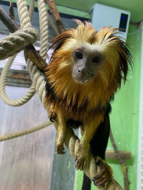 Goldkopflöwenäffchen