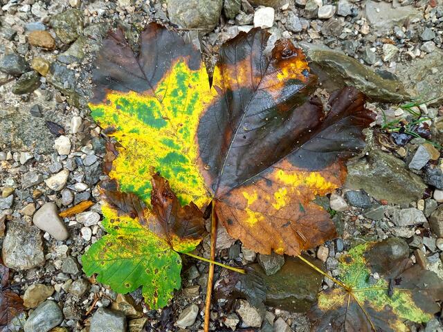 Herbstlich... | Foto: H.Bachinger 