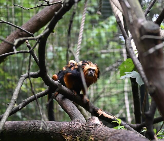 Goldkopflöwenäffchen mit 2 Jungen
