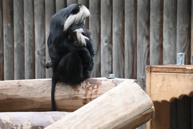 Kuscheln der Bartaffen