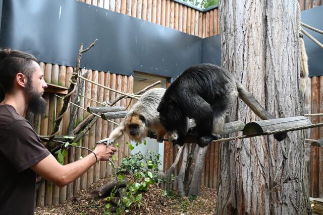 Johannes Kendler betreut das Affenhaus.
Brüllaffen
