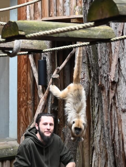 Brüllaffen betreut von Johannes Kendler.