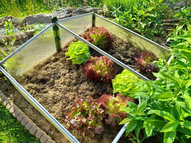 Gemüsegarten | Foto: Privat