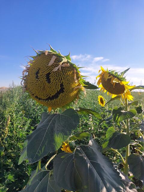 Die aktuelle Hitzewelle hat das Land weiterhin fest im Griff. In den kommenden Tagen erwartet die Österreicherinnen und Österreicher zumeist sonniges Wetter, wobei die Temperaturen täglich bis zu 34 Grad erreichen. | Foto: Nicki Wernhart