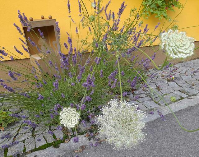 Verschiedene wilde Blumen und Pflanzen haben sich rund ums Haus und im Garten angesiedelt. | Foto: Privat