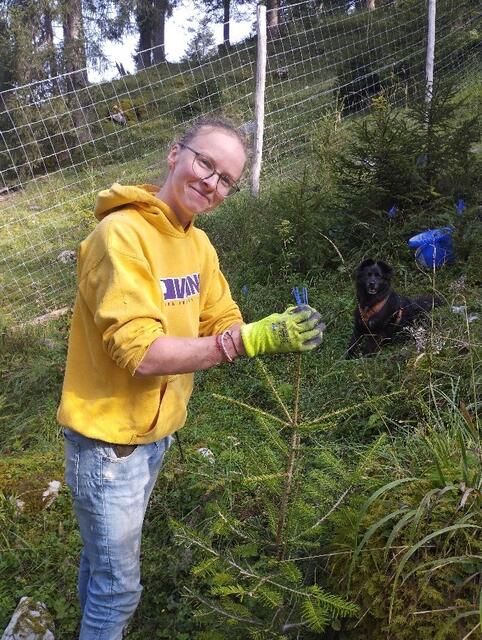 Die nachwachsenden Tannen wurden mit Verbissschutzmanschetten ausgestattet. | Foto: Naturpark Weißbach