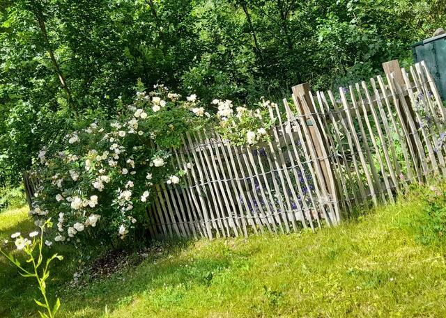 Kompostplatz mit Staketenzaun und Ramblerrose | Foto: Privat
