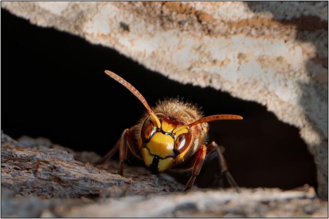 Höchtl endeckte die Hornissen als nicht alltägliche Fotomotive. | Foto: Ludwig Höchtl