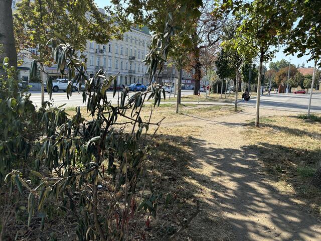 Foto: Rosa Besler/meinbezirk