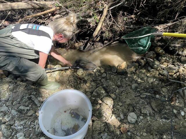Fischrettungsaktion bei einem Nebenarm der Traun bei Ebensee. | Foto: ÖBf/P. Schubert-Zsilavecz, L. Wallner