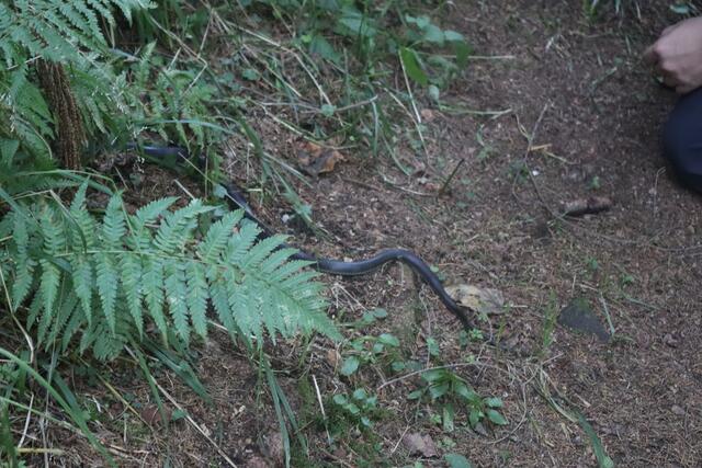 Beim Lokalaugenschein wurde eine Schlange am Weg gesichtet. | Foto: MeinBezirk