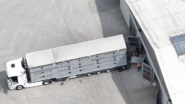 Bei einer Versteigerungshalle im Bezirk Melk werden die Kühe auf Tiertransporter verladen. Dabei wurde teilweise auch Gewalt angewendet. Der VGT hat Anzeige erstattet.

